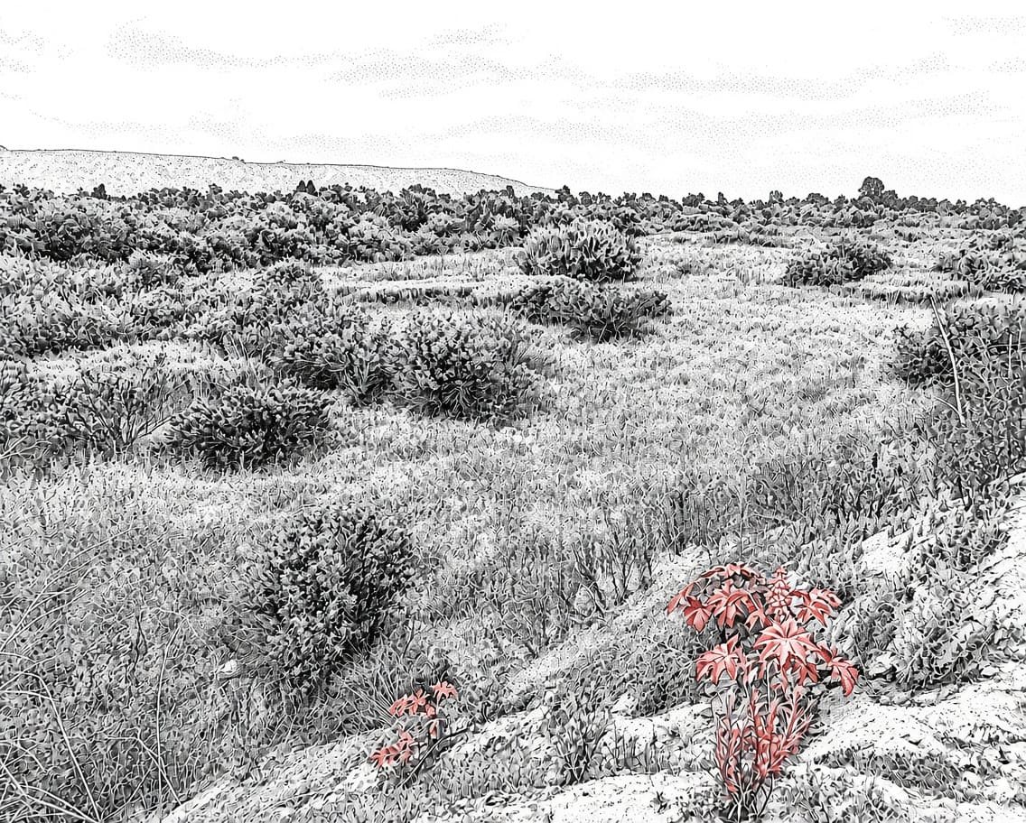 Illustration of Tijuana River Valley